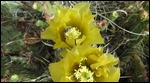 Central Pricklyperar (Plains Pricklypeary)....with