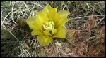 Central Pricklyperar (Plains Pricklypeary)
