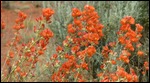 Scarlet Globemallow (Common Globemallow) 