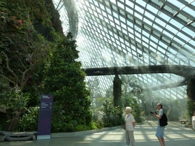 Cloud Forest 