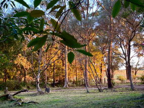 Morning sun lights up the trees