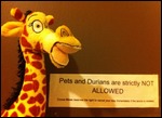 Breaking the rules at the Cocoa Mews!!