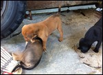 Cute puppies at Batu Ferringhi