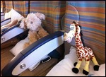 Izzy & Melman getting comfy on the flight!