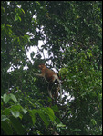 Proboscis monkey
