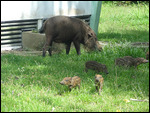 Wild boar