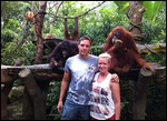 Breakfast with the orangutans.