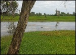 Croc spotting at Yellow Water
