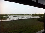 Mamanduke wet lands