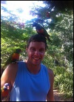 Crazy lorikeets