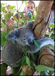 Cute koalas