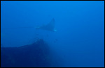 Yongala Dive