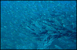 Yongala Dive