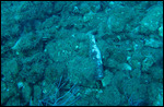 Yongala Dive