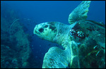 Yongala Dive
