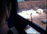 Face to face with a deadly snake!