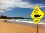 Shark!!!!!!!
