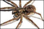 Wolf spider!!