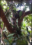 Cute koalas!