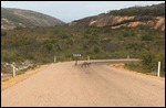 Kangaroos!