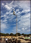 Huge pelican!