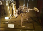 Kangaroo skeleton