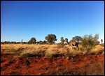 Wild camel!