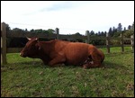 Cows have right of way!