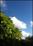 Huge spiders outside Gareth's room!