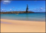 Lone Pine at Emily Bay