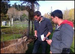 Feeding the animals