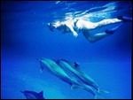 Laurs and a dolphin