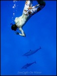 Matt swimming with dolphins