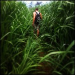 The walk down to the Captain Cook monument