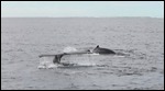Humpback whales