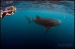 Laurs & a whale shark!
