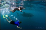 Matt & Laurs with a whale shark!