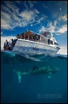Our boat & a whale shark!