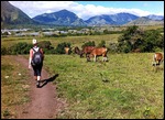 Laurs braving the cows!