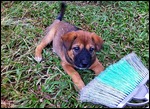 The little terror!