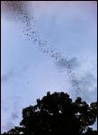 Bats in orderly fashion