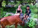 Laurs and Sop (and a cow)
