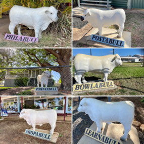 The Aramac Bulls