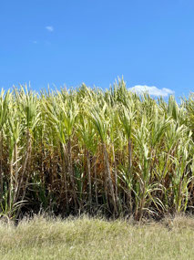 Sugar cane