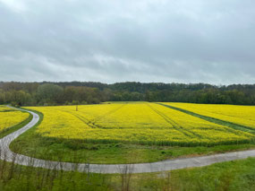 Pretty canola fields.