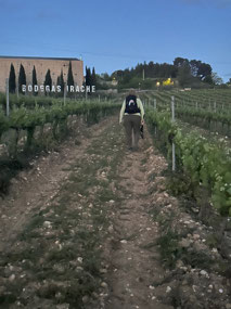 Tramping through the vineyards.