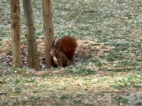 Local wildlife