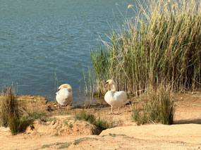 More local wildlife