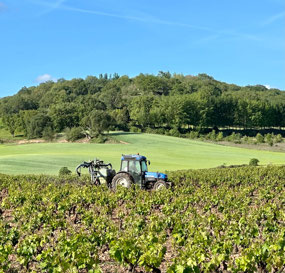 Spraying the vines.
