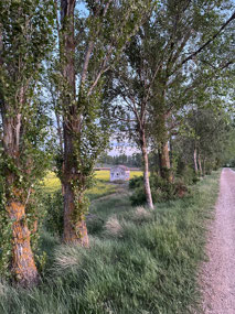 Tree lined pathway.